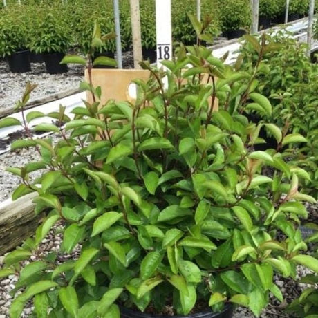 Summer Magic Blackhaw Viburnum - Nature Hills Nursery - #3 Container - 