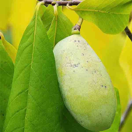 Sunflower Pawpaw Tree - Nature Hills Nursery - #1 Container - 