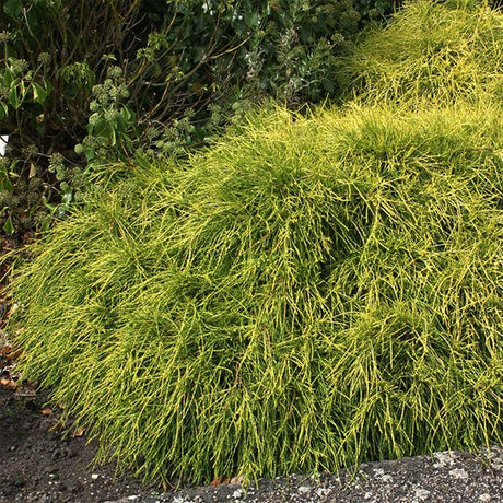 Sungold False Cypress - Nature Hills Nursery - #2 Container - 
