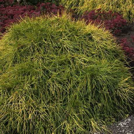 Sungold False Cypress - Nature Hills Nursery - #2 Container - 