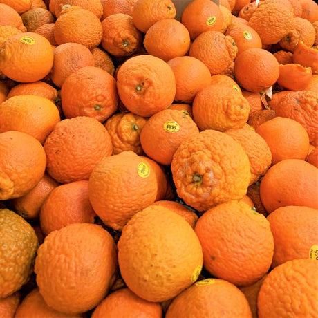 Super Nova Mandarin Tree - Nature Hills Nursery - 4x4x9 Inch Container 1 - 2 Feet - 