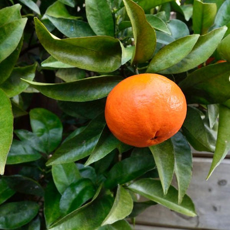 Super Nova Mandarin Tree - Nature Hills Nursery - 4x4x9 Inch Container 1 - 2 Feet - 
