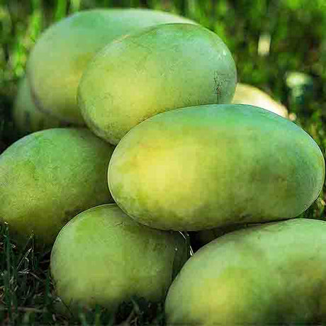 Susquehanna® Pawpaw Tree - Nature Hills Nursery - #1 Container - 