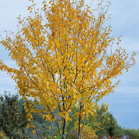 Sweet Birch Tree - Nature Hills Nursery - #3 Container 2 - 3 Feet - 