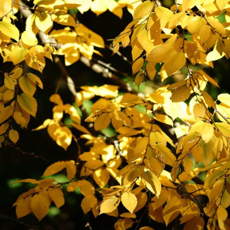 Sweet Birch Tree - Nature Hills Nursery - #3 Container 2 - 3 Feet - 
