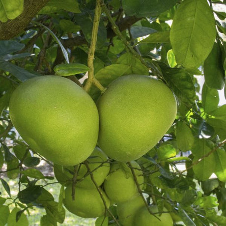 Tahitian Pummelo Tree - Nature Hills Nursery - #5 Container Semi Dwarf - 