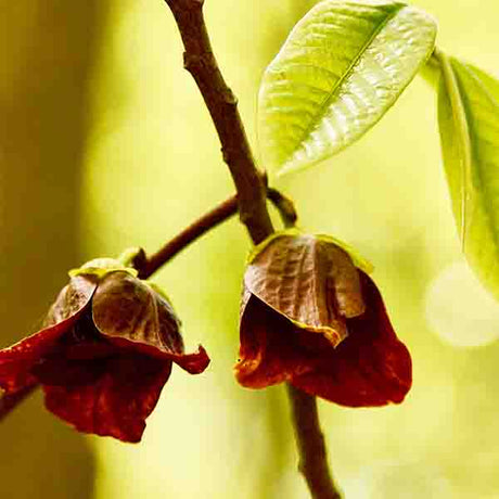 Tallahatchie® Pawpaw Tree - Nature Hills Nursery - #3 Container 3 - 4 Feet - 