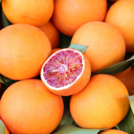 Tarocco Blood Orange Tree - Nature Hills Nursery - 4x4x9 Inch Container - 