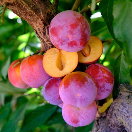 Toka Plum Tree - Nature Hills Nursery - 4 - 5 Feet Bareroot - 