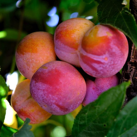 Toka Plum Tree - Nature Hills Nursery - 4 - 5 Feet Bareroot - 