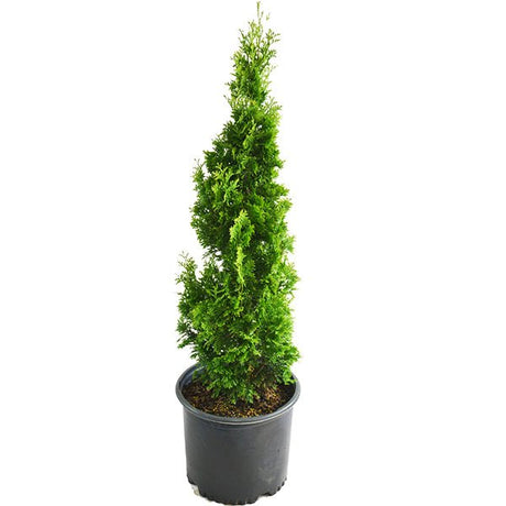 Twisted Brilliance Arborvitae - Nature Hills Nursery - #1 Container - 