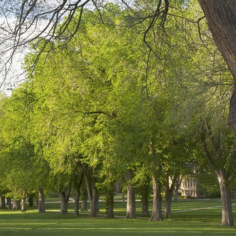 USDA Organic Princeton American Elm Tree - Nature Hills Nursery - B&B (Balled & Burlapped) 14 - 16 Feet - 
