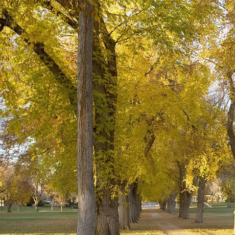 USDA Organic Princeton American Elm Tree - Nature Hills Nursery - B&B (Balled & Burlapped) 14 - 16 Feet - 