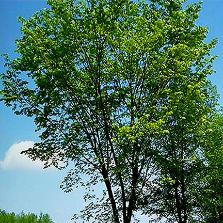 Valley Forge American Elm Tree - Nature Hills Nursery - #3 Container 4 - 5 Feet - 