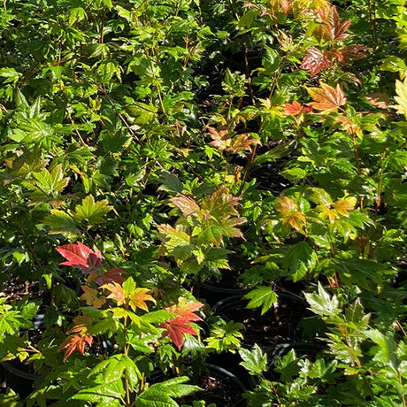 Vine Maple Tree - Nature Hills Nursery - #1 Container - 