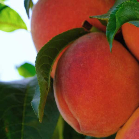 Vivid Peach Tree - Nature Hills Nursery - Paper Pot 4 - 5 Feet - 