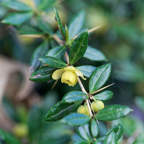 Warty Barberry Bush - Nature Hills Nursery - #2 Container - 