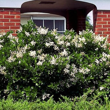 Wax Leaf Privet - Nature Hills Nursery - #3 Container - 