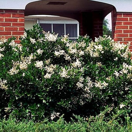 Waxleaf Privet - Nature Hills Nursery - #2 Container - 