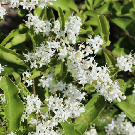 Waxleaf Privet - Nature Hills Nursery - #2 Container - 