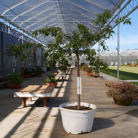 Weeping Extraordinaire&trade; Cherry Tree - Nature Hills Nursery - #3 Container 3 - 4 Feet - 
