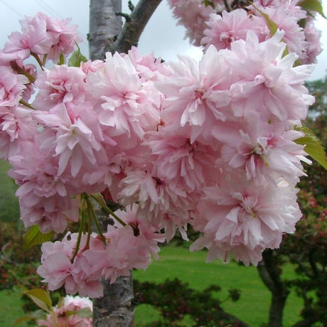 Weeping Extraordinaire&trade; Cherry Tree - Nature Hills Nursery - #3 Container 3 - 4 Feet - 