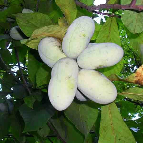 Wells Pawpaw Tree - Nature Hills Nursery - #1 Container - 