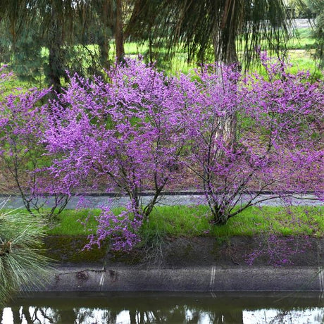 Western Redbud Tree - Nature Hills Nursery - #1 Container - 