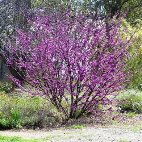 Western Redbud Tree - Nature Hills Nursery - #1 Container - 