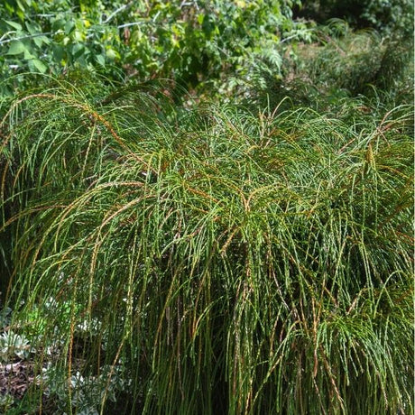 Whipcord Western Red Cedar - Nature Hills Nursery - #2 Container - 