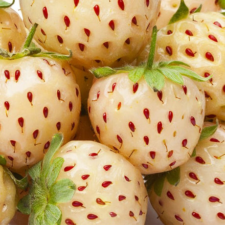 White Carolina Everbearing Pineberry Plant - Nature Hills Nursery - 10 Pack Bareroot - 