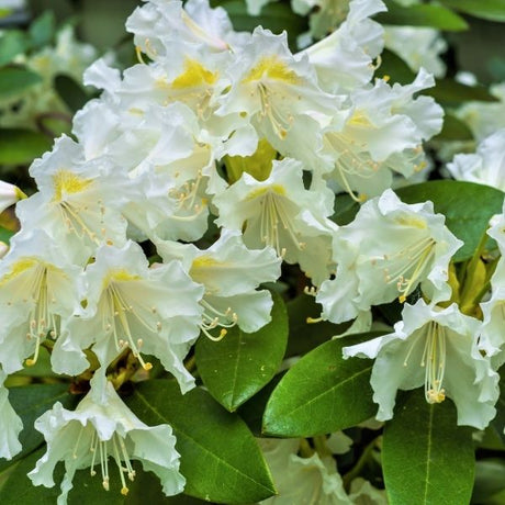 White Catawba Rhododendron - Nature Hills Nursery - #2 Container - 