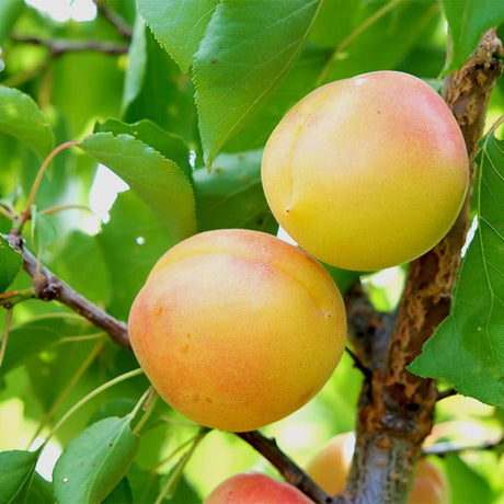 White Knockout Apricot Tree - Nature Hills Nursery - Paper Pot 4 - 5 Feet - 