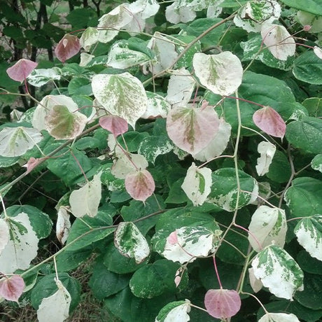 Whitewater Weeping Redbud Tree - Nature Hills Nursery - #2 Container - 