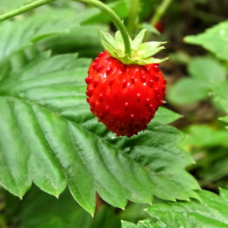 Wild Strawberry Plant - Nature Hills Nursery - 2x2x3 Inch Container 3 Pack - 