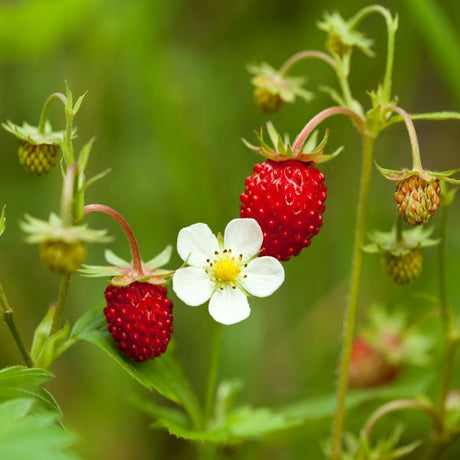Wild Strawberry Plant - Nature Hills Nursery - 2x2x3 Inch Container 3 Pack - 
