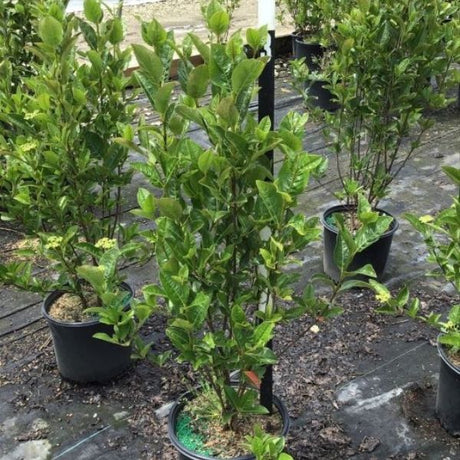 Winterthur Viburnum - Nature Hills Nursery - #2 Container - 