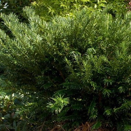 Yewtopia Plum Yew Shrub - Nature Hills Nursery - #1 Container - 