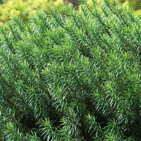 Yewtopia Plum Yew Shrub - Nature Hills Nursery - #1 Container - 